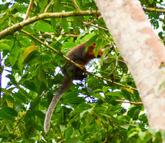 Plecturocebus discolor