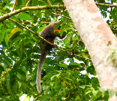 Plecturocebus discolor