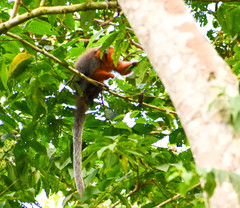 Plecturocebus discolor