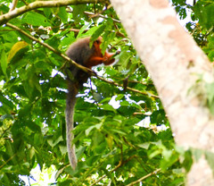 Plecturocebus discolor