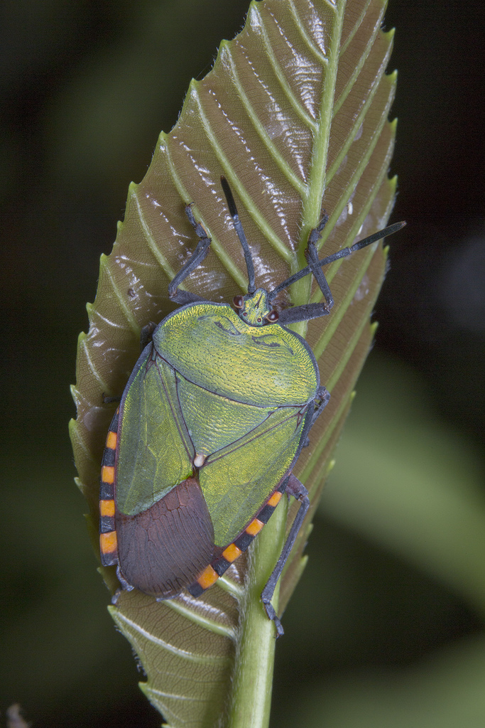 Tessaratomini