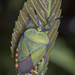 Pentatomoidea - Photo (c) budak,  זכויות יוצרים חלקיות (CC BY-NC)