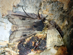 Xylena cineritia