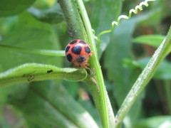 Diekeana admirabilis