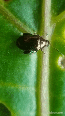 Psylliodes brettinghami