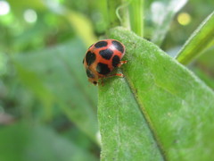 Diekeana admirabilis