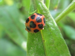 Diekeana admirabilis