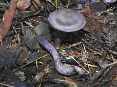 Cortinarius austroviolaceus