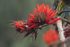 Erythrina variegata