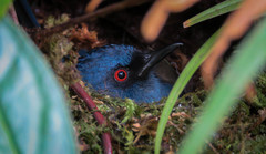 Diglossa caerulescens