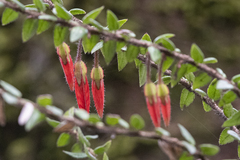 Agapetes serpens