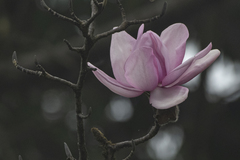 Magnolia campbellii