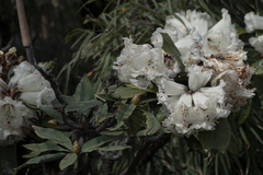Rhododendron falconeri