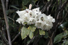 Rhododendron falconeri