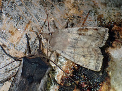 Eupsilia tristigmata