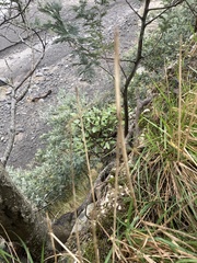 Pachystegia insignis