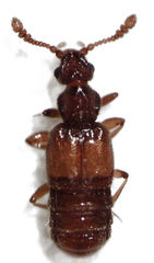 Euplectitae