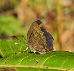 Arhopala eupolis