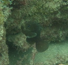 Rypticus subbifrenatus