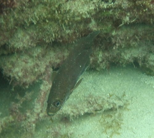Soapfish (Rypticus subbifrenatus) — Serranidae — 4