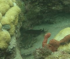 Rypticus subbifrenatus