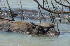 Phrynops williamsi