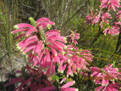 Erica densifolia