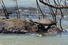 Phrynops williamsi