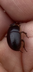 Coelus globosus