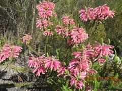 Erica densifolia