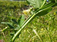 Lathyrus ochrus