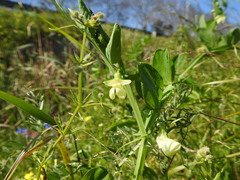 Lathyrus ochrus