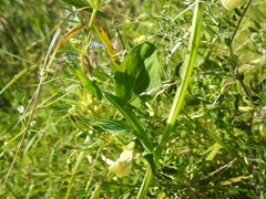 Lathyrus ochrus