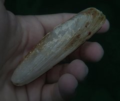 Lithophaga antillarum