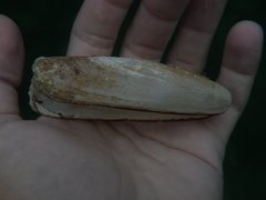 Lithophaga antillarum