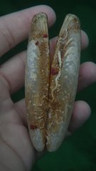 Lithophaga antillarum