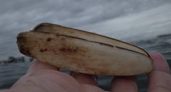 Lithophaga antillarum