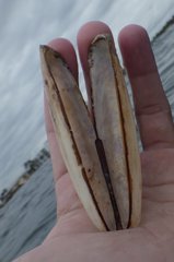 Lithophaga antillarum