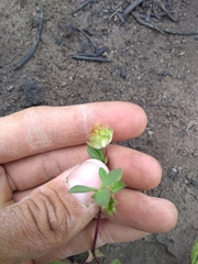 Trifolium cyathiferum