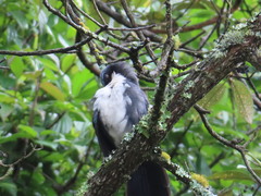 Melanotis hypoleucus