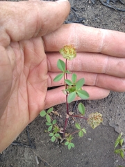 Trifolium cyathiferum