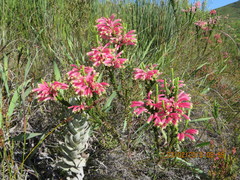 Erica densifolia