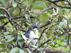 Melanotis hypoleucus