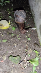 Lissachatina fulica