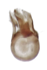 Euplectitae