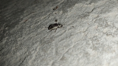 Cucujiformia