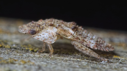 Horned Leafhopper, photo 4 of 10