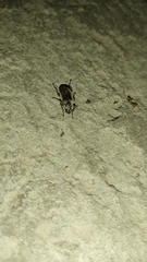 Cucujiformia