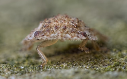 Horned Leafhopper, photo 5 of 10