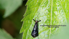 Mystacides azureus